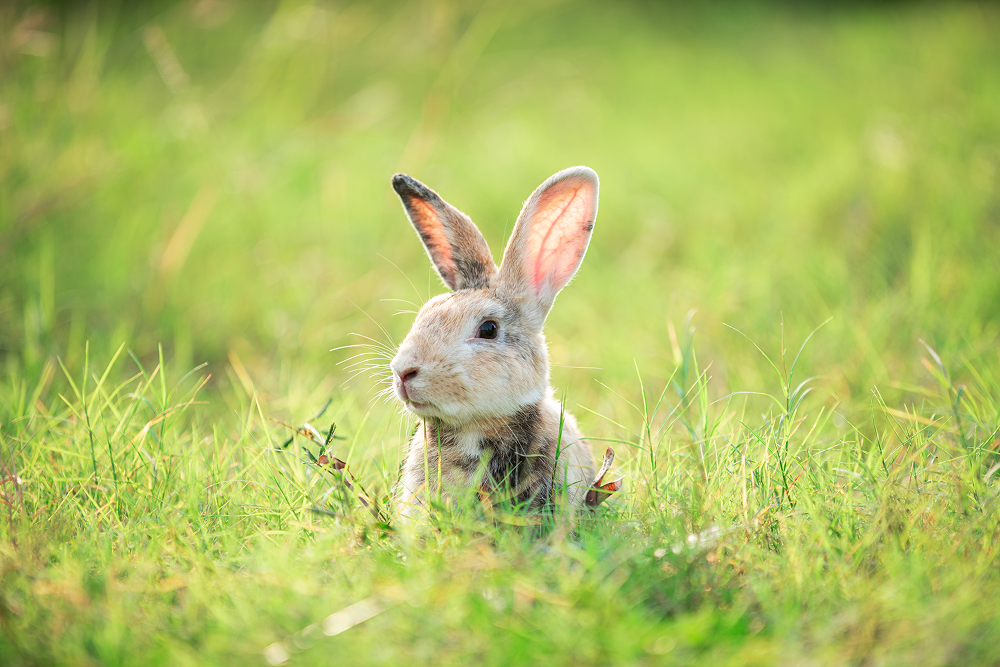 Kaninchen sitzt aufmerksam in einer sonnigen Wiese